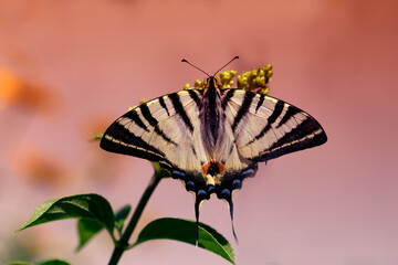 Butterfly , butterfly sitting on the flower.
