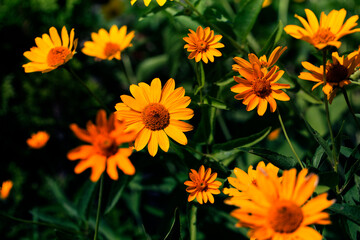 cute yellow summer flowers.delicate yellow flowers. fragile delicate yellow flowers