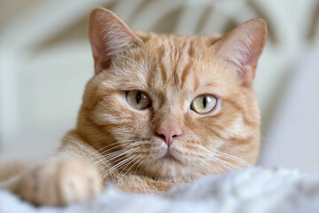 Portrait of  Red Cat. Cute red cat
