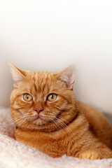 Fototapeta na wymiar Portrait of Red Cat. Cute red cat