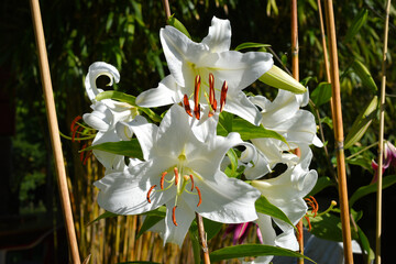 lys blanc Casablanca, flowers, high definition, morning light , natural lilies , pure white lilies,...
