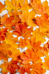 Yellow maple leaves lie on a white wooden table. Autumn background