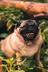 Pug dog with an open mouth and his tongue sticking out and sitting in the grass of the forest on a sunny day.