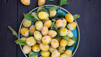 Harvest fresh yellow and red plums in summer. A plate of plums stands on a table in the garden. Healthy food concept.