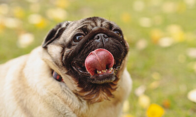 Pug dog with an open mouth and his tongue sticking out.and sitting in the grass of the park on a sunny day.