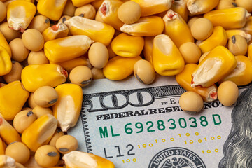 Soybeans and corn kernels with cash money. Corn and soybean price, commodity market trading, and...