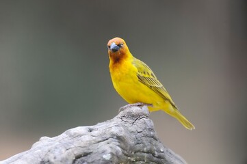 CAPE  WEAVER (Ploceus capensis) male in summer plumage. kwazulu Natal, South Africa