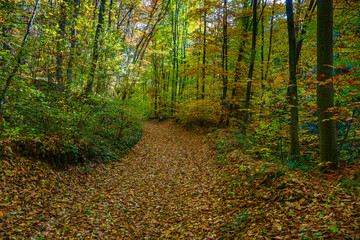 path in autumn forest