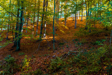 autumn forest in the autumn