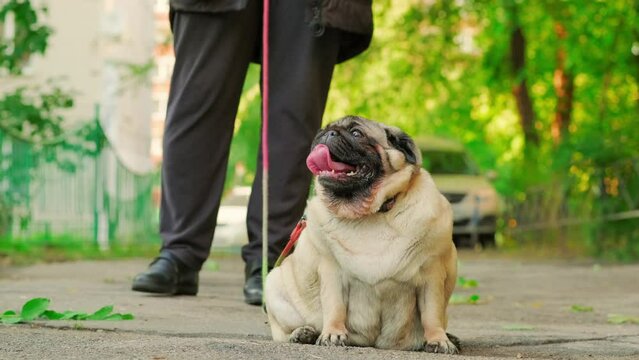 A pug dog on a leash with an open mouth and a protruding tongue on a walk with the owner.