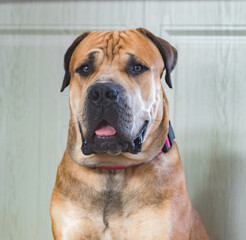 Boerboel or Boerboel - a breed of dog that originated in South Africa, belongs to the group of molossians, mastiffs. close-up