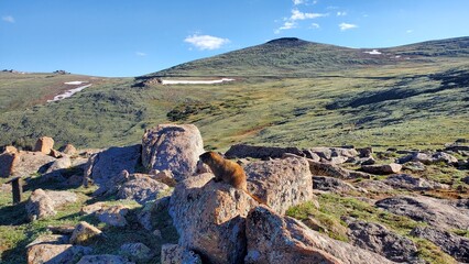 Marmot on a rock in a field, Rocky Mountain National Park, Colorado