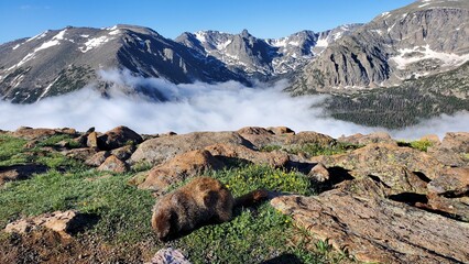 Marmots in a field in front of clouds and mountains, Rocky Mountain National Park, Colorado