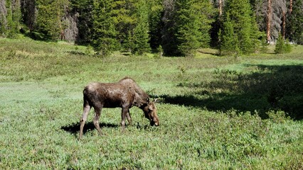 Moose grazing near Irene Lake, Rocky Mountain National Park, Colorado