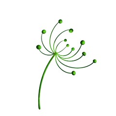 Inflorescence dill seeds umbrellas isolated on a white background