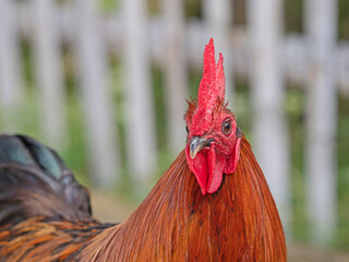 Portrait of a rooster, Portrait von einem Hahn