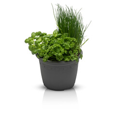 Parsley herb, basil leaves cut out transparent background