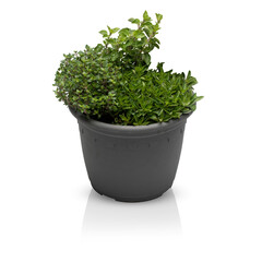 Fototapeta premium Parsley herb, basil leaves cut out transparent background