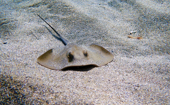 Mediterranean common Stingray - Dasyatis pastinaca