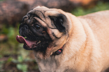 Obraz premium Pug dog with an open mouth and his tongue sticking out and sitting in the grass of the forest on a sunny day.