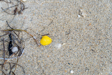 Yellow Seashell