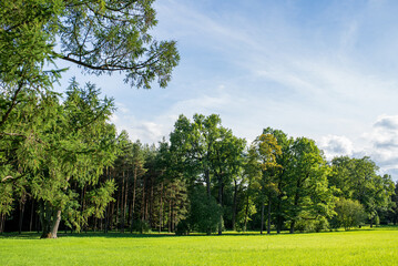 A forest with pines and trees and a clearing with green grass. Beautiful landscape, sunny nature.