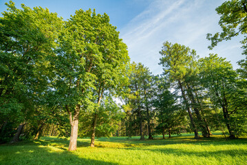A forest with pines and trees and a clearing with green grass. Beautiful landscape, sunny nature.