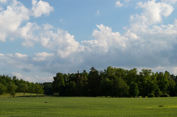 idyllic landscape with trees and green meadow, blue sky and clouds