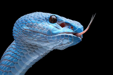 Fototapeta premium Blue viper snake closeup head on black background