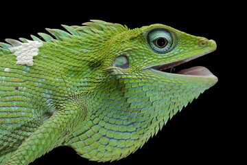 Closeup head of Green lizard with black background, green lizard closeup head