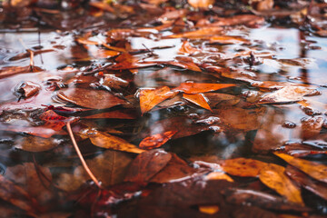 autumn leaves under water rain