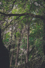 trees in the forest - beautiful green trees over top of clip