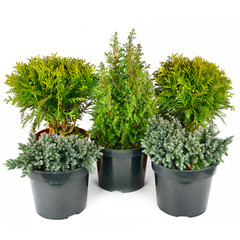 Cypress and thuja in flowerpot pot isolated on white .