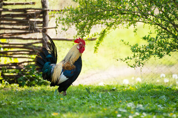A cock grazing on green backyard grass