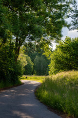 idyllic path through a green park in summer