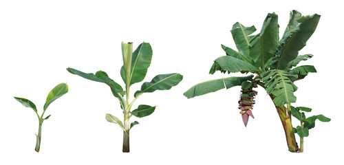 Banana tree, small, medium, fruit, split on white background with clipping path.