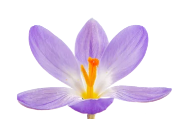 Fotobehang Krokus Macro of a isolated purple crocus flower  © manfredxy