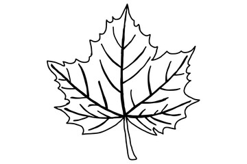 Autumn Leaf Line Art Vector