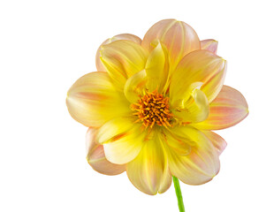 Obraz premium Closeup of isolated dahlia flower blossoms