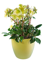 Closeup of potted isolated christmas rose flower