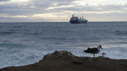 Gaviota de color gris y blanco con pichon acostados en la costa de Valparaíso con fondo...