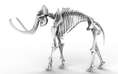 Preserved mammoth bones 