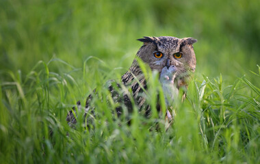 Naklejka na ściany i meble Eurasian eagle-owl caught rat in the grass