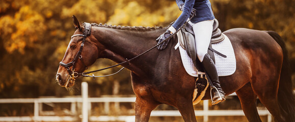 A rider sitting in the saddle on a beautiful bay horse praises her, affectionately patting her neck on a bright autumn day. Equestrian sports and horse riding. Photo of a horse.