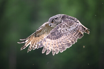 Eurasian eagle-owl flying in the forest