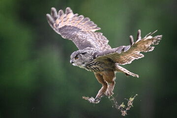 Eurasian eagle-owl flying in the forest