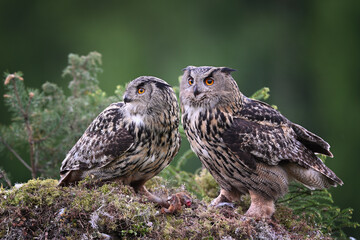 Couple Eurasian eagle-owl male and female sitting together on the moss ground in the forest