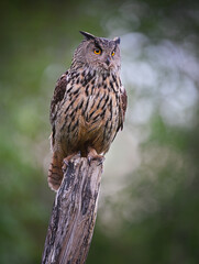Portrait Eurasian eagle-owl sitting on the old dry trunk in the forest