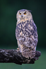 Portrait Eurasian eagle-owl sitting on the old branch in the forest