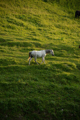 white horse in field